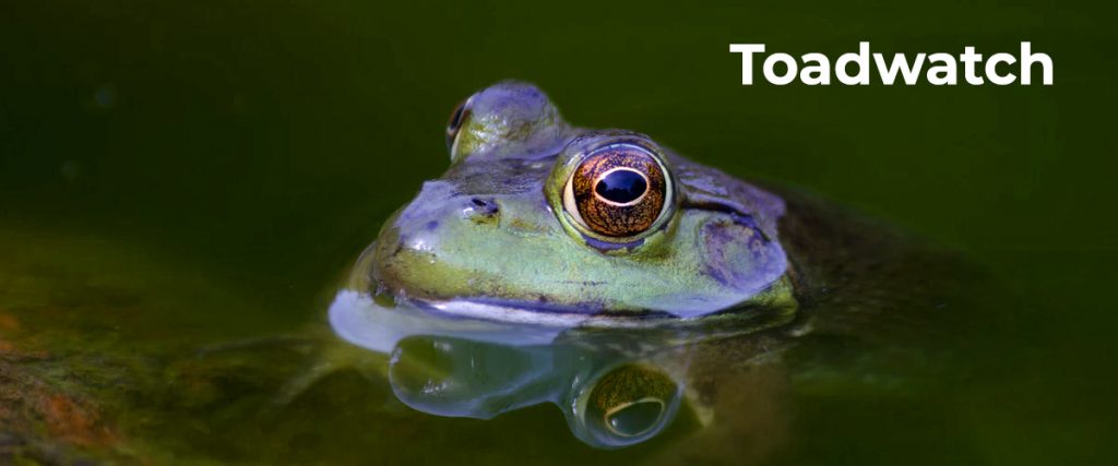 Groop's very own Jo Grant volunteers with Toadwatch