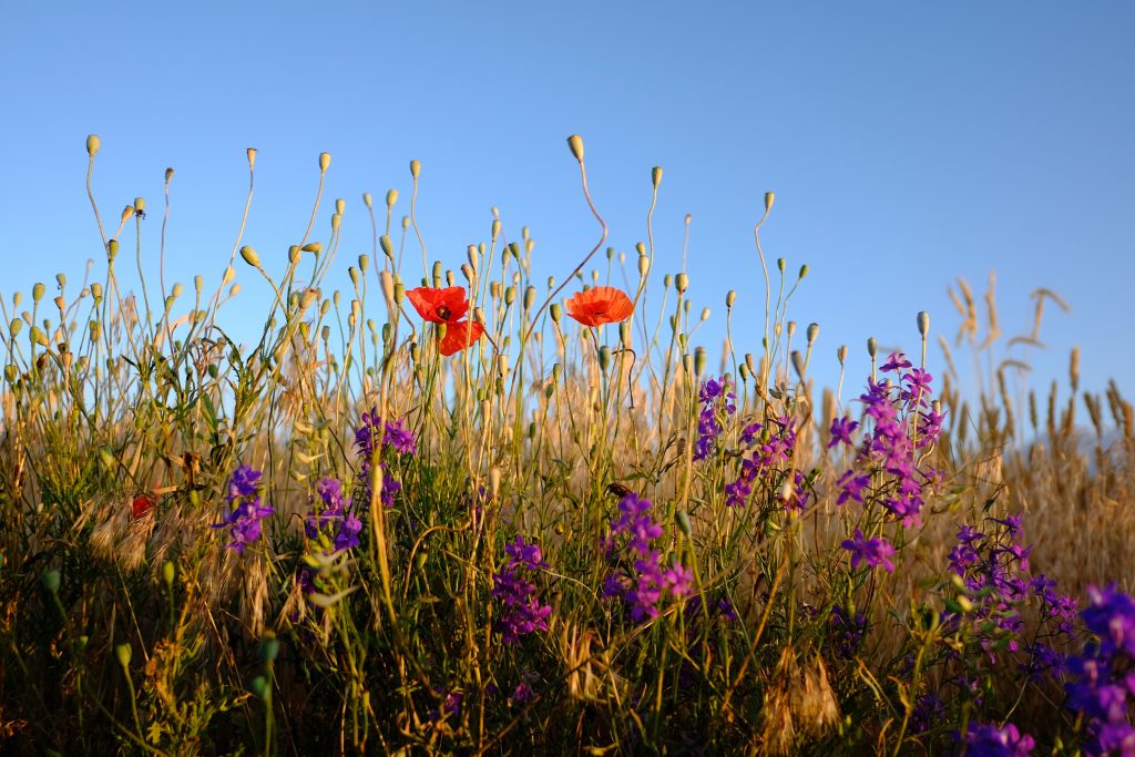 meadow flowers